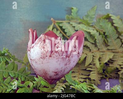 Sarcosphaera coronaria, communément appelée couronne rose, coupe de couronne violette ou coupe d'étoile violette. Banque D'Images