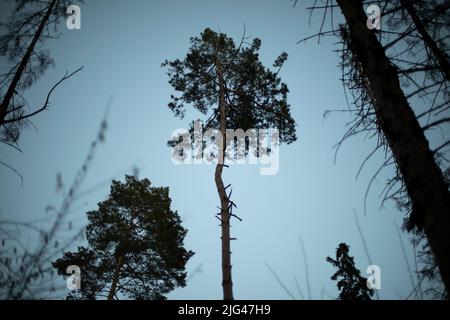 Arbre le soir. Arbre sans feuilles. Silhouette de plante. Détails du parc en hiver. Banque D'Images