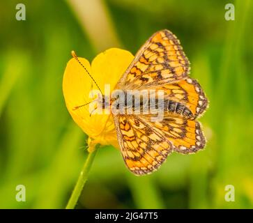 Marsh Fritillary Banque D'Images