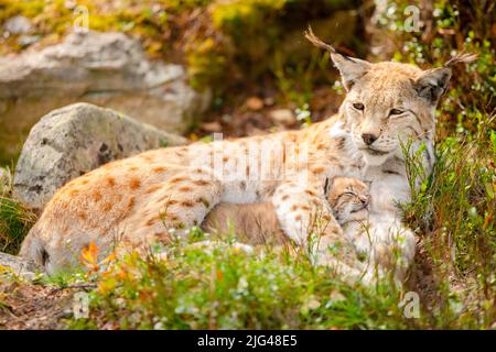 Lynx soins mère et ses jolies jeunes cub dans l'herbe Banque D'Images