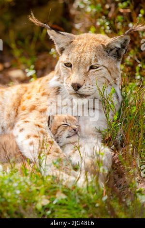 Lynx soins mère et ses jolies jeunes cub dans l'herbe Banque D'Images