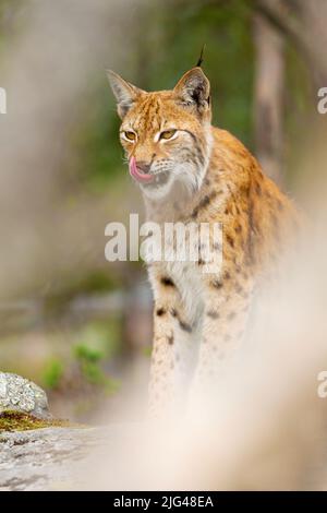 Lynx eurasien assis sur une roche dans une forêt dense en été Banque D'Images Lynx eurasien assis sur une roche dans une forêt dense en été Banque D'Images