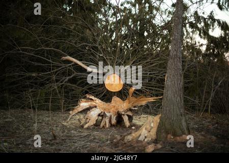 Arbre brisé en bois. Grand arbre d'épinette est tombé. Ancien arbre. Déforestation. Banque D'Images