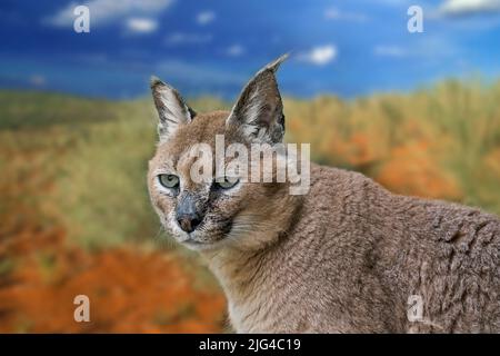 Caracal (Caracal caracal) chat sauvage originaire d'Afrique, du Moyen-Orient, d'Asie centrale, du Pakistan et du nord-ouest de l'Inde. Composite numérique Banque D'Images