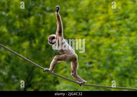 LAR gibbon / gibbon à main blanche (Hylobates lar) équilibre sur corde dans le zoo / parc animalier, originaire d'Indonésie, du Laos, de Malaisie, du Myanmar et de Thaïlande Banque D'Images