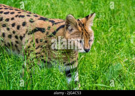 Serval (Lepheturus serval / Felis serval), chat sauvage / félin originaire d'Afrique Banque D'Images