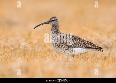 Whimrel eurasien (Numenius phaeopus), vue latérale d'un adulte debout sur le sol, région occidentale, Islande Banque D'Images