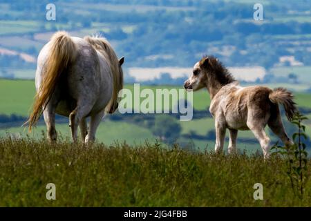 Poneys. Poney et poulain de montagne gallois, montagnes Preseli, Pembrokeshire, pays de Galles, Royaume-Uni Banque D'Images