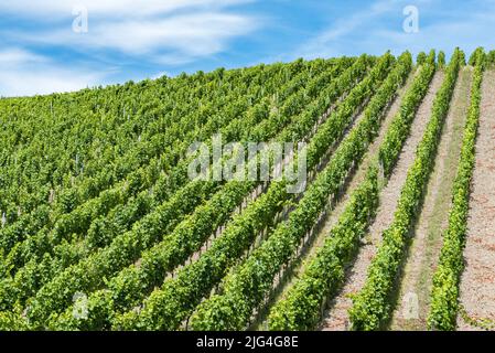 Vignoble et ciel bleu à la campagne allemande, Mehring, Allemagne Banque D'Images