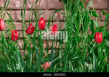 Tulipes rouges poussant contre un mur de brique Banque D'Images