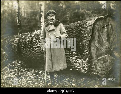 Dans la jungle de Bialowics. troncs de chêne vieux de 400 ans de 160 cm de diamètre dans la jungle Banque D'Images