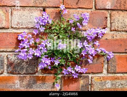 Fleur de bellflower dalmate qui pousse d'un mur de briques, Banque D'Images