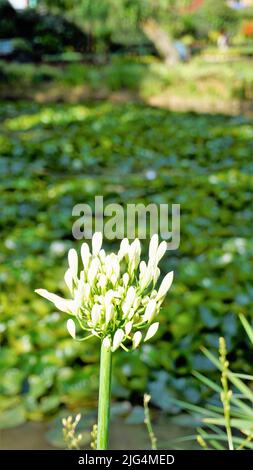 Belle fleur d'Agapanthus africanus aussi connu sous le nom de nénuphars du nil, africain, nénuphars, etc Banque D'Images