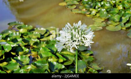 Belle fleur d'Agapanthus africanus aussi connu sous le nom de nénuphars du nil, africain, nénuphars, etc Banque D'Images