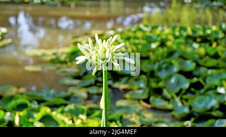 Belle fleur d'Agapanthus africanus aussi connu sous le nom de nénuphars du nil, africain, nénuphars, etc Banque D'Images