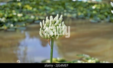 Belle fleur d'Agapanthus africanus aussi connu sous le nom de nénuphars du nil, africain, nénuphars, etc Banque D'Images