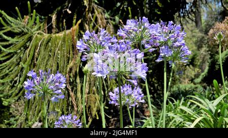 Belle fleur d'Agapanthus africanus aussi connu sous le nom de nénuphars du nil, africain, nénuphars, etc Banque D'Images