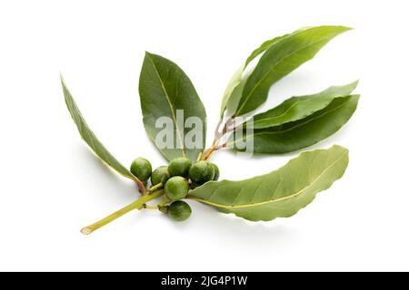 Branche fraîche de Laurier avec graines isolées sur fond blanc. Laurus nobilis Banque D'Images