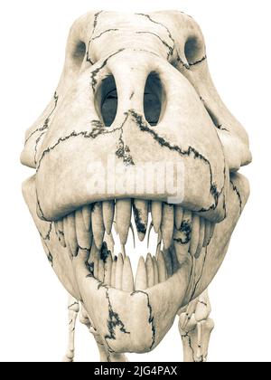 profil d'identification de squelette de tyrannosaure, illustration 3d Banque D'Images