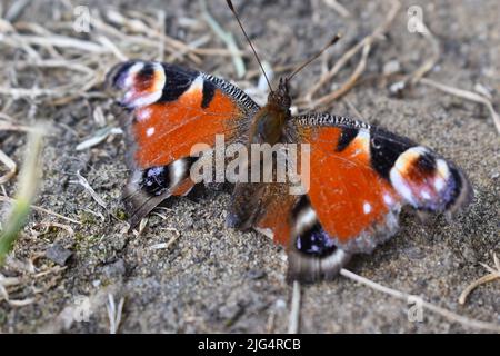 Aglais io assis sur le sol dans la lumière du jour ensoleillée en été Banque D'Images