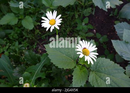 Marguerites en gros plan dans un jardin potager rustique. Deux fleurs avec un insecte rouge sur l'une d'elles. Banque D'Images