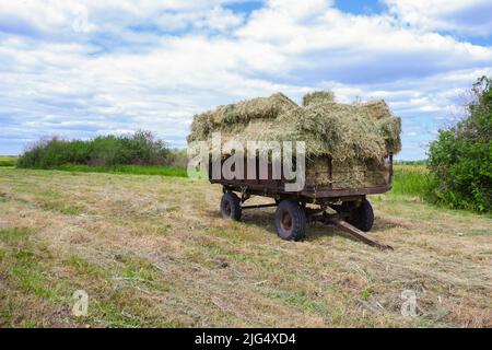 Un chariot avec des balles de foin sur un pré mouf. La fabrication de foin dans le village. Banque D'Images