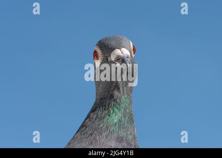 Portrait d'un pigeon voyageur ou de course à la recherche dans l'appareil. Banque D'Images