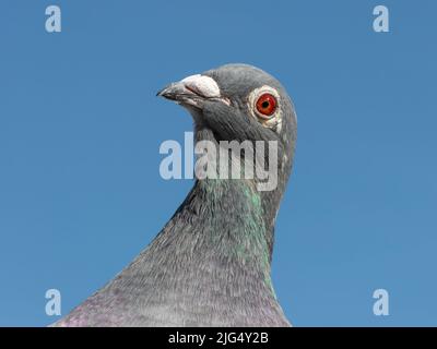 Portrait d'un pigeon voyageur ou de course à la recherche dans l'appareil. Banque D'Images