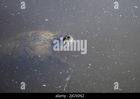 Gros plan d'une tortue qui nage dans l'eau sale. Pollution de l'environnement. Pollution aquatique. Banque D'Images