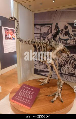 Un squelette de Moa à pied lourd exposé au musée de la ville de Leeds, Leeds, West Yorkshire, Royaume-Uni. Banque D'Images