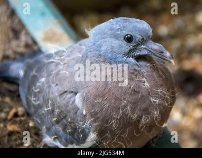 Un jeune pigeon à bois commun (Columba palumbus) à Suffolk, au Royaume-Uni Banque D'Images