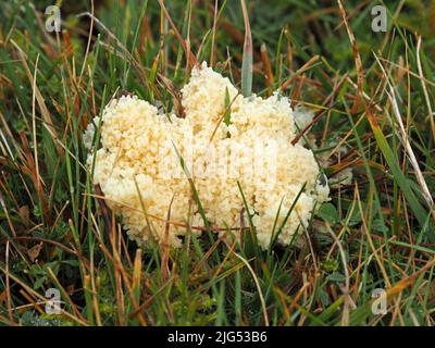 Moisissure de vomi blanc de chien (Mucilago crustacea) un organisme Amoebozoa se formant sur l'herbe humide - Cumbria, Angleterre, Royaume-Uni Banque D'Images