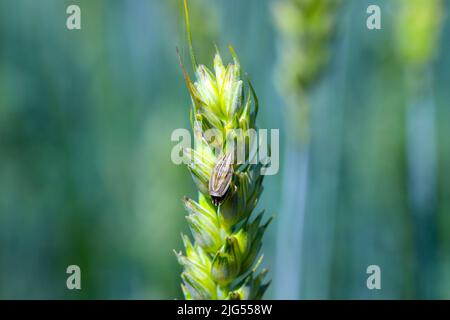 Photo macro d'un Évêques Mitre Shieldbug (Aelia acuminata).C'est un ravageur commun de céréales. Banque D'Images