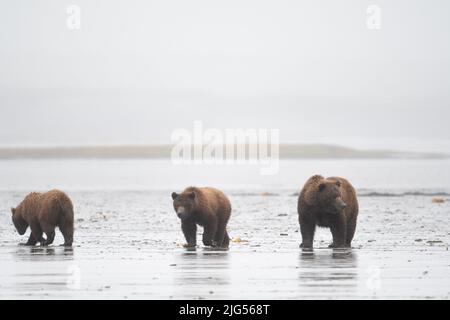 Des truies et des petits d'ours brun d'Alaska planent sur un plat de boue lors d'une journée brumeuse et brumeuse dans le refuge et sanctuaire de la rivière McNeil Banque D'Images