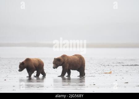 Un ours brun d'Alaska sema et un cub clamant sur un plat de boue lors d'une journée brumeuse et brumeuse dans le refuge et sanctuaire de la rivière McNeil Banque D'Images