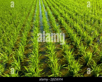 Des rangées de riz vert dans le champ irrigué le jour ensoleillé Banque D'Images