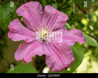 Fleur de Clematis rose, variété Comtesse de Bouchaud Banque D'Images