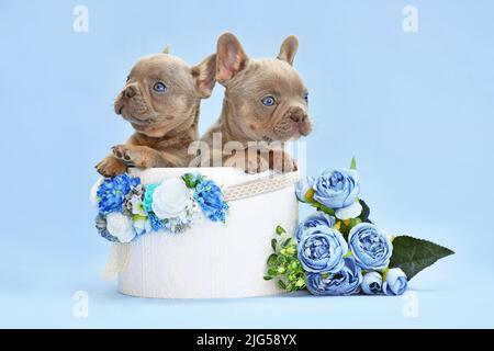 Paire de chiens Bulldog français chiots piquant hors de la boîte avec des fleurs sur fond bleu Banque D'Images