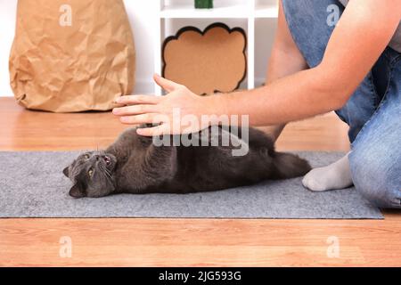 Un homme joue avec ses mains avec un chat gris chartreuse. Jeux dangereux. Banque D'Images