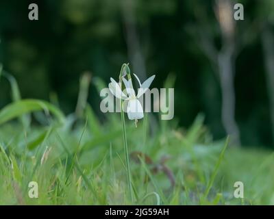 narcissus fleur blanche fleurit dans la forêt au printemps en plein air Banque D'Images