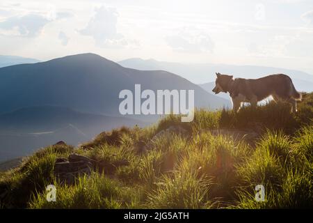 Chien husky gris de Sibérie au coucher du soleil orange dans les montagnes, les Carpates Banque D'Images