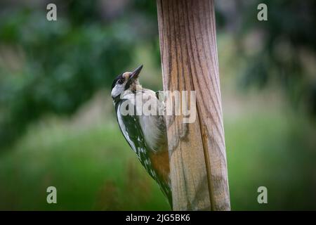 Grand pic de bois (Dendrocopos major, syn. Picoides majeur) Banque D'Images