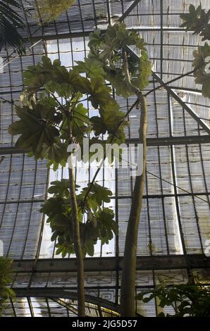 Serre tropicale à Nantes, France Banque D'Images