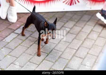 Mini doberman, sur une laisse mince, à l'extérieur pendant la journée. Photo de haute qualité Banque D'Images