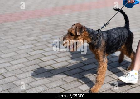 Brown schnauzer, dans la ville, sur une laisse. Photo de haute qualité Banque D'Images