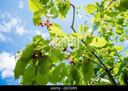 Cerises mûres accrochées à une branche de cerisier doux. Oiseau cerisier. Gouttelettes d'eau sur les fruits après la pluie. Banque D'Images