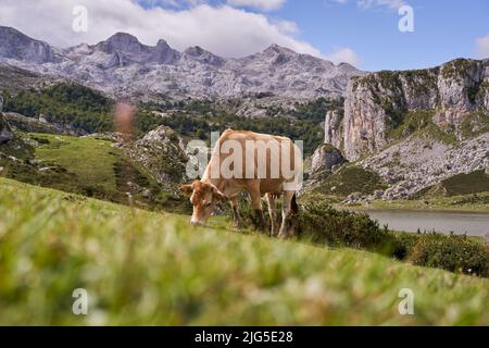 Vache paître dans un pré au pied des montagnes alpines. Animaux de ferme dans la nature dans les alpes. Banque D'Images