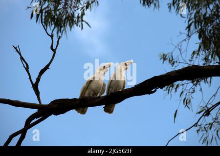 Une paire de la petite Corella (Cacatua sanguinea) perchée sur un arbre à Sydney, Nouvelle-Galles du Sud, Australie (photo de Tara Chand Malhotra) Banque D'Images