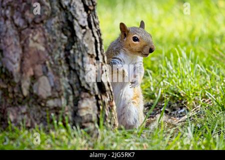 Un écureuil mignon et alerte se tient derrière un arbre à Rathdrum, Idaho. Banque D'Images