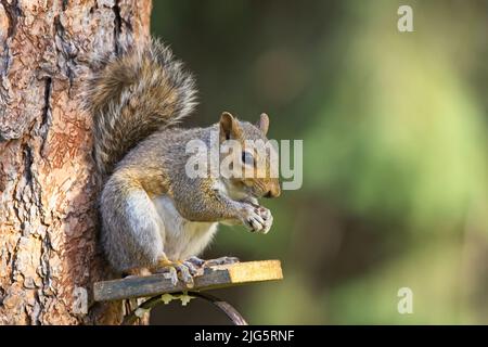 Un petit écureuil mignon sur une plate-forme en bois mange des graines à Rathdrum, Idaho. Banque D'Images